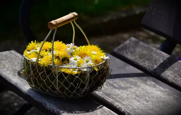 Flowers, Dandelions, Daisy, Flower Basket