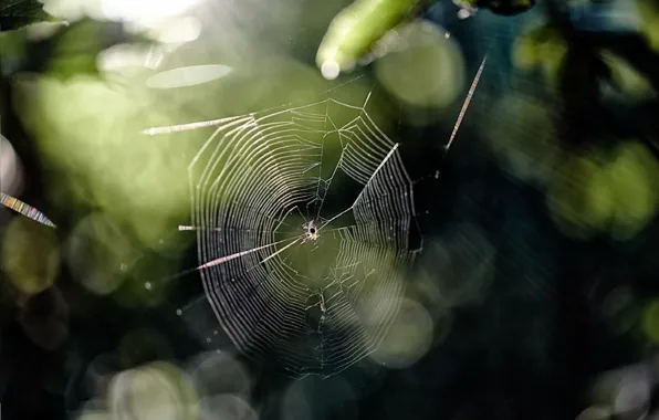 Picture light, glare, web, spider