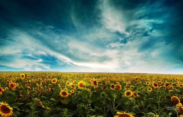 Picture field, the sky, clouds, Sunflowers