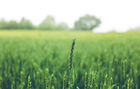 Greens, field, summer, ear, spike