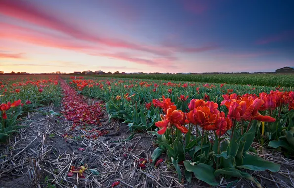 Field, the sky, flowers, spring, petals, tulips, red, houses