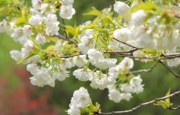Picture macro, branches, cherry, spring, Sakura, flowering, flowers