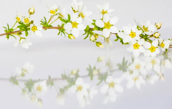 Reflection, branch, spring, petals, Spiraea