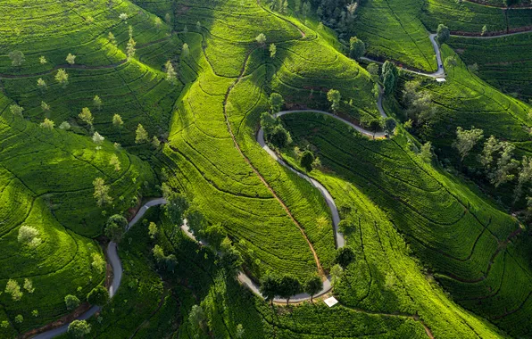 Road, greens, the sun, trees, landscape, field, the view from the top, plantation