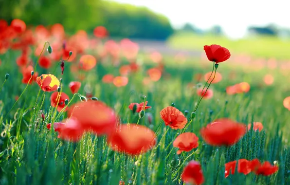 Summer, light, flowers, nature, Maki, meadow, red, bokeh