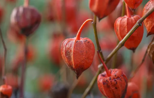 Flowers, branches, nature, background, plants, physalis