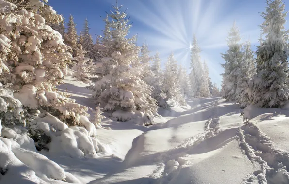 Winter, forest, the sun, snow, tree, nature, winter, snow