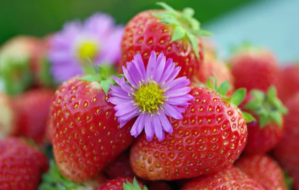 Picture autumn, flowers, nature, berries, beauty, positive, harvest, strawberries