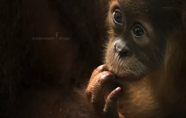 Look, monkey, Baby Orang Utah