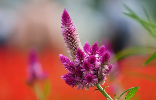 Picture flower, macro, pink, field, Celosia argentea