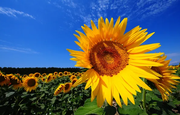 Field, the sky, flowers, color, sunflower