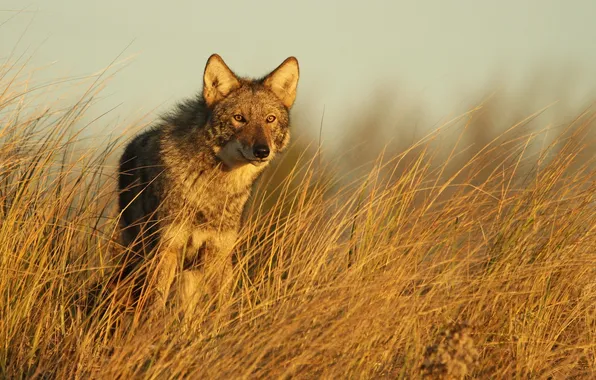 Picture nature, background, Eastern Coyote