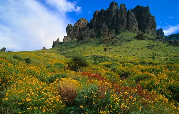 Picture the sky, grass, landscape, flowers, mountains, rocks