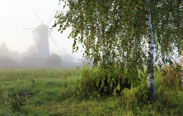 Fog, tree, mill, birch