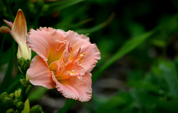 Picture Flower, Flower, Bokeh, Bokeh