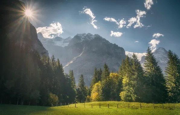 Forest, trees, mountains, Switzerland, meadow, Switzerland, Grindelwald, Bernese Alps