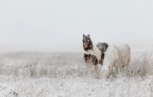 Winter, field, snow, nature, horse, horse, two, horses