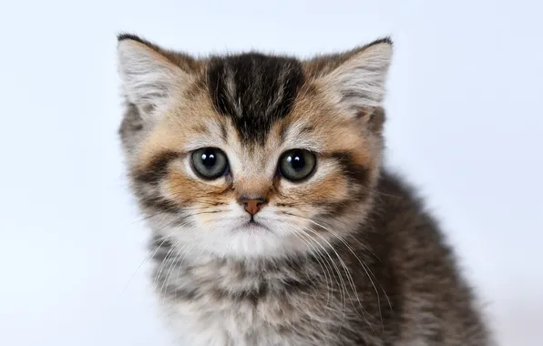 Cat, look, pose, kitty, grey, portrait, face, light background