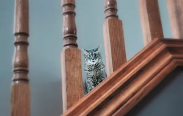 Picture cat, cat, look, railings, cat