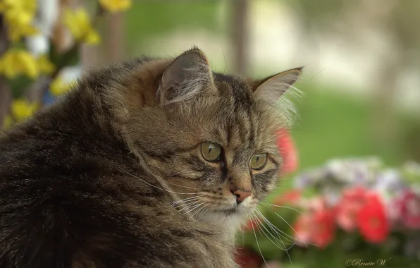 Picture cat, look, face, Kote, kotofeich, he is a serious guy