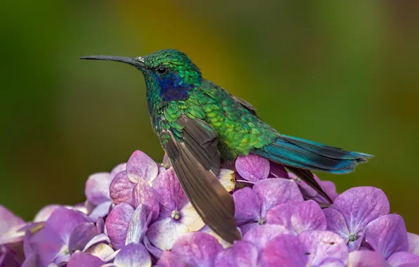 Picture flowers, bird, beak, tiny hummingbirds