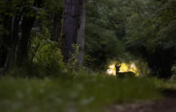 Forest, light, foliage, ROE