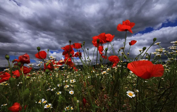 Field, summer, the sky, clouds, flowers, clouds, Maki, chamomile