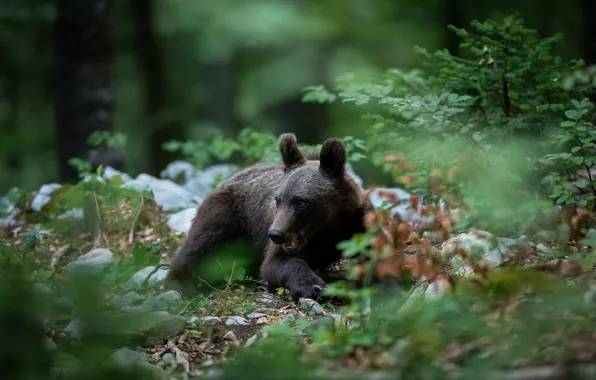 Forest, look, leaves, branches, nature, pose, stones, bear