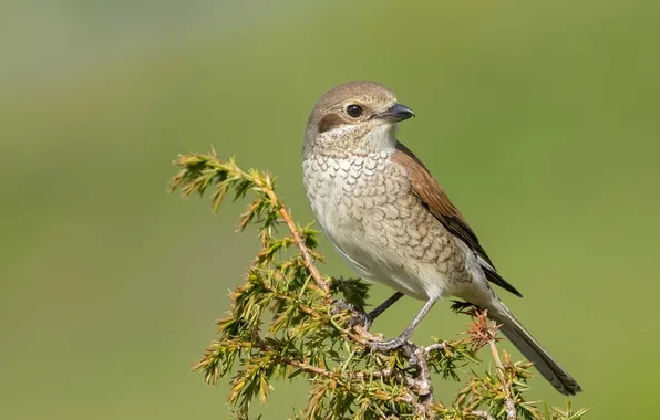 Bird, bird, red-backed Shrike