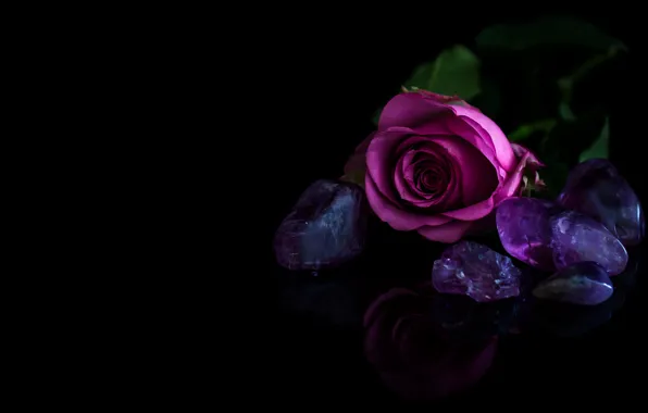 Leaves, reflection, stones, pink, rose, Bud, purple, black background