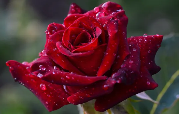 Flower, drops, macro, the dark background, rose, petals, Bud, red