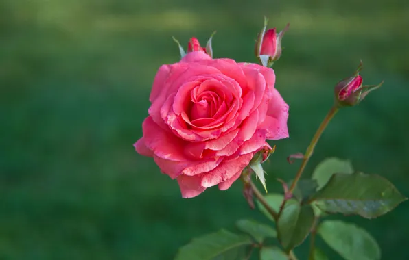 Picture leaves, flowers, bright, roses, pink, buds, green background