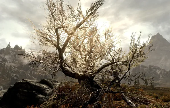 Tree, Skyrim, sun glare