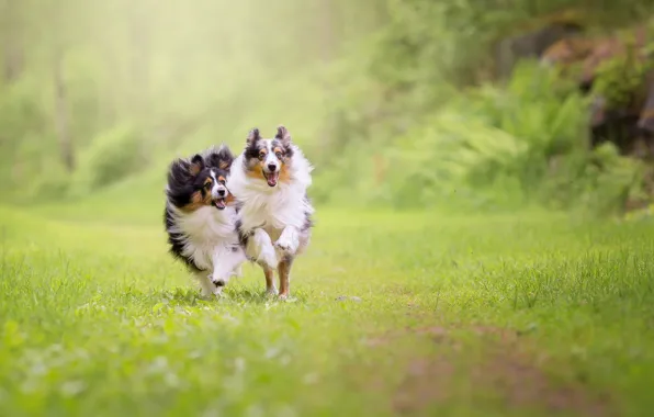 Nature, running, Dogs