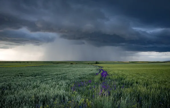 Picture field, nature, Summer rains