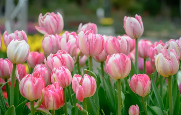 Tulips, pink, buds, a lot