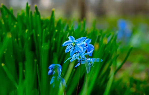 Picture greens, leaves, flowers, blue, blur, spring, garden, flowerbed