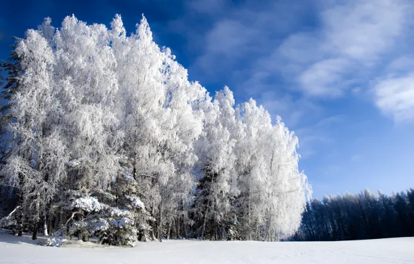 Picture winter, forest, the sky, blue, cold, Winter is beautiful but cold
