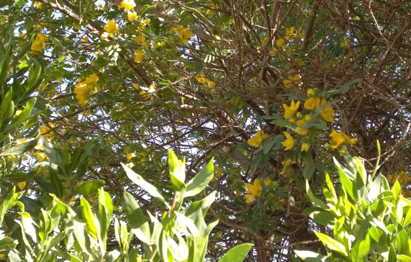 Greens, foliage, flowering tree, yellow flowers, natural background