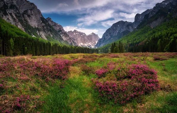 Field, forest, summer, clouds, flowers, mountains, nature, Alps