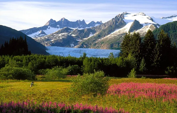 Snow, trees, flowers, mountains, people, Alaska, meadow