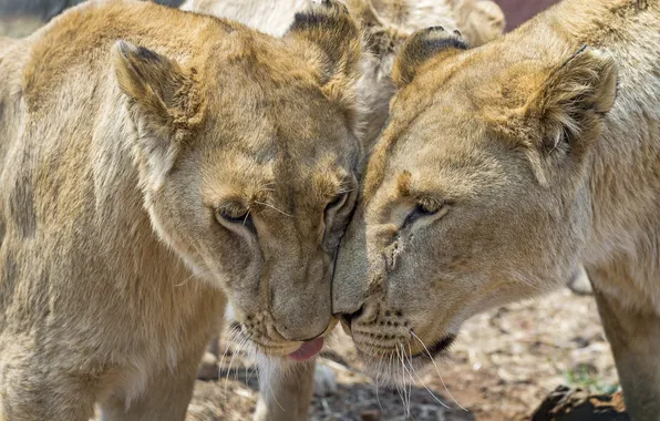Cat, face, pair, lioness, ©Tambako The Jaguar