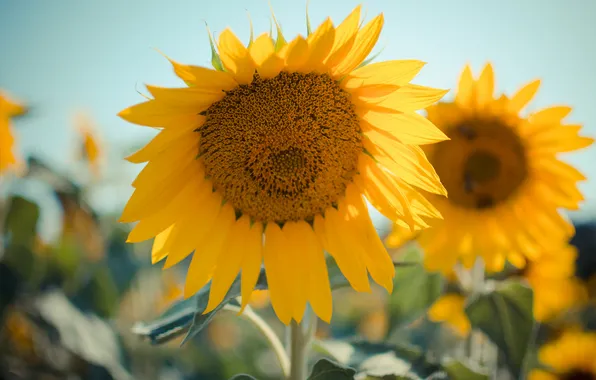 Sunflowers, flowers, yellow, petals