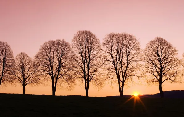 Picture trees, landscape, sunset, nature, shadow, the evening