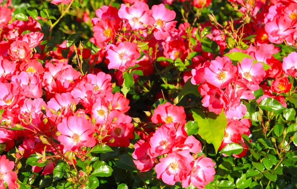 Red, flower, roses, small