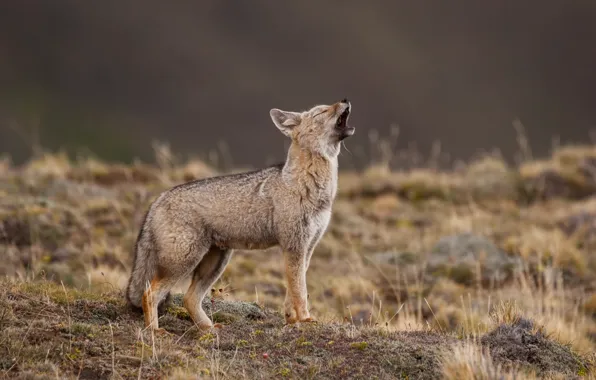 Howl, bokeh, Grey fox