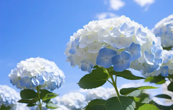 Picture flowers, blue, white, hydrangea, inflorescence, AI art, neural network