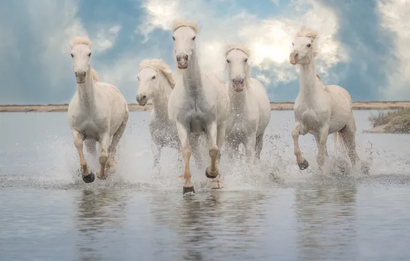 The sky, clouds, light, squirt, shore, horses, horse, running