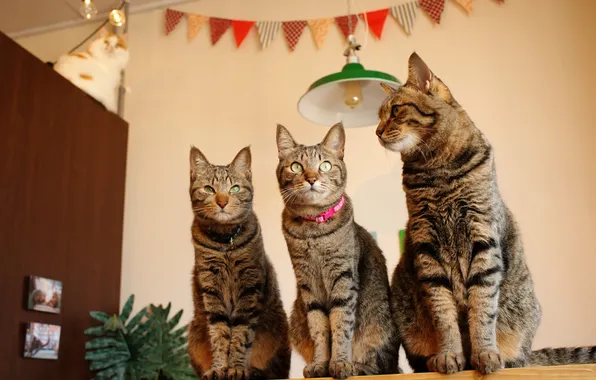 Look, cats, pose, table, room, wall, cats, grey