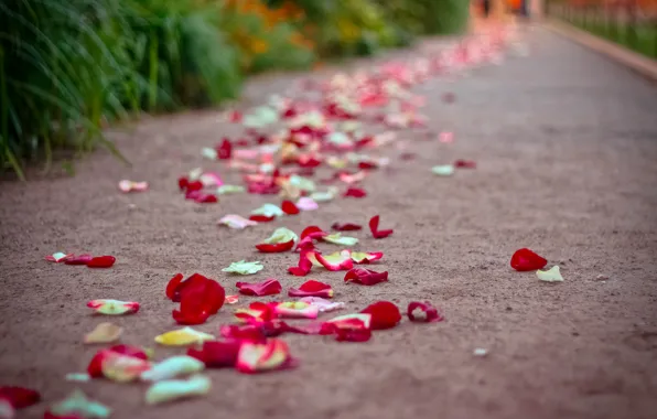 Picture summer, roses, petals, garden, road.
